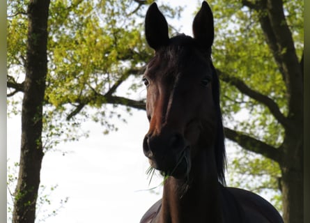 Oldenburger, Merrie, 15 Jaar, 160 cm, Bruin