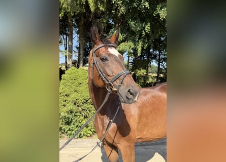 Oldenburger, Merrie, 15 Jaar, 164 cm, Bruin