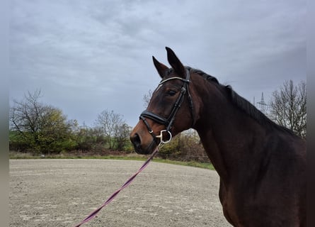 Oldenburger, Merrie, 15 Jaar, 169 cm, Bruin
