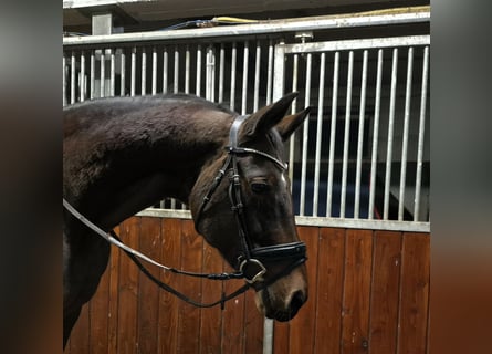 Oldenburger, Merrie, 15 Jaar, 169 cm, Bruin