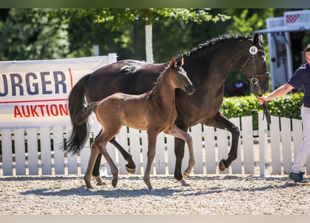 Oldenburger, Merrie, 15 Jaar, 170 cm, Zwart