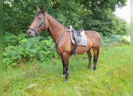 Oldenburger, Merrie, 15 Jaar, 172 cm, Bruin