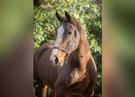 Oldenburger, Merrie, 15 Jaar, 173 cm, Donkerbruin