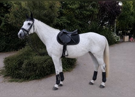 Oldenburger, Merrie, 15 Jaar, Schimmel