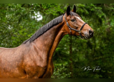 Oldenburger, Merrie, 17 Jaar, 168 cm, Donkerbruin