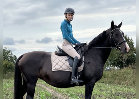 Oldenburger, Merrie, 18 Jaar, 162 cm, Zwartbruin