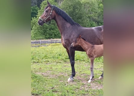 Oldenburger, Merrie, 19 Jaar, 175 cm, Donkerbruin