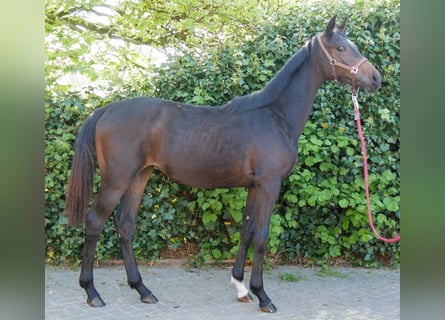 Oldenburger, Merrie, 1 Jaar, 144 cm