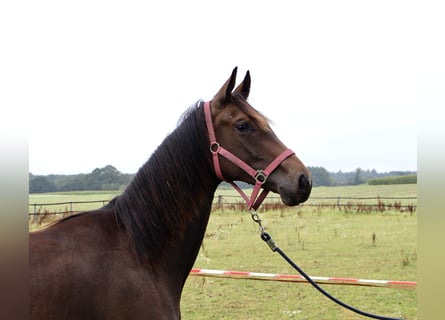 Oldenburger, Merrie, 1 Jaar, 160 cm, Donkerbruin