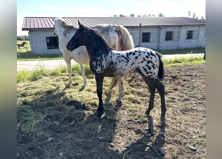 Oldenburger, Merrie, 1 Jaar, 165 cm, Appaloosa