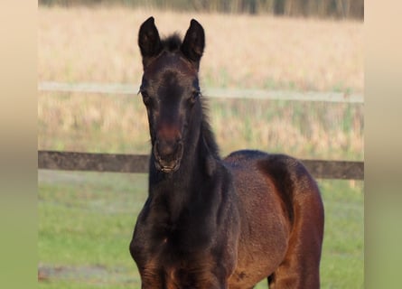 Oldenburger, Merrie, 1 Jaar, 165 cm, Donkerbruin