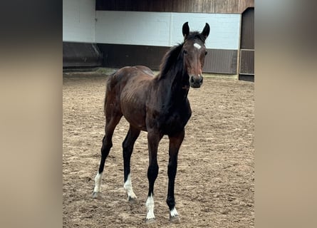 Oldenburger, Merrie, 1 Jaar, 166 cm, Donkerbruin