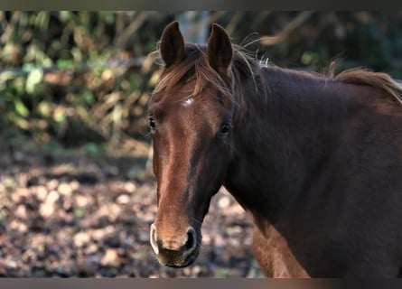 Oldenburger, Merrie, 1 Jaar, 167 cm