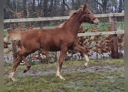 Oldenburger, Merrie, 1 Jaar, 167 cm