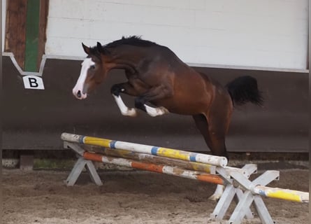 Oldenburger, Merrie, 1 Jaar, 168 cm, Bruin