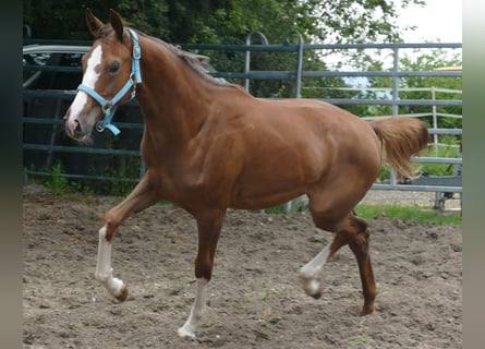 Oldenburger, Merrie, 1 Jaar, 168 cm, Donkere-vos
