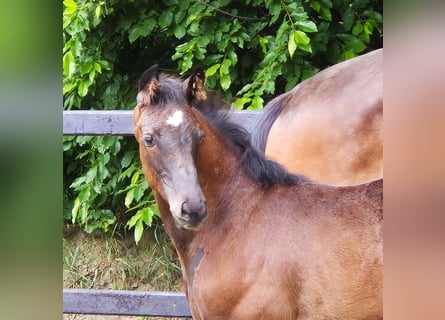 Oldenburger, Merrie, 1 Jaar, 169 cm, Zwart