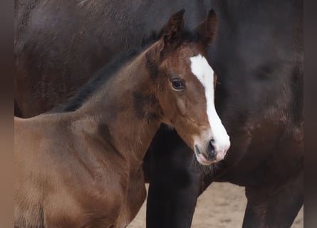 Oldenburger, Merrie, 1 Jaar, 170 cm, Donkerbruin