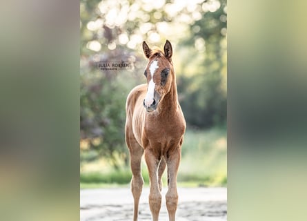 Oldenburger, Merrie, 1 Jaar, 170 cm