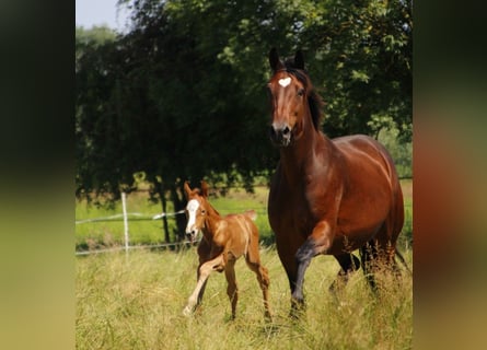 Oldenburger, Merrie, 1 Jaar, 170 cm, Vos