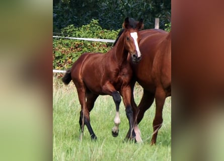 Oldenburger, Merrie, 1 Jaar, 172 cm, Bruin