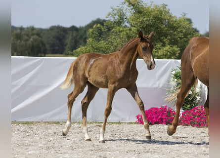 Oldenburger, Merrie, 1 Jaar, 172 cm, Donkere-vos