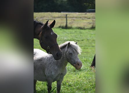 Oldenburger, Merrie, 1 Jaar, Bruin