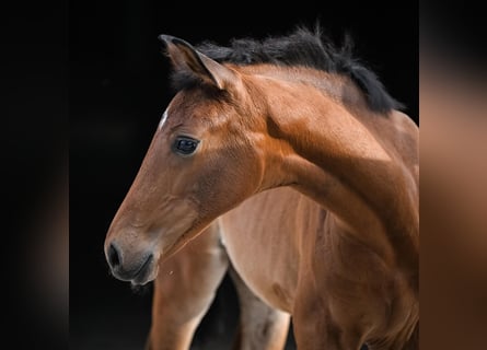 Oldenburger, Merrie, 1 Jaar, Bruin