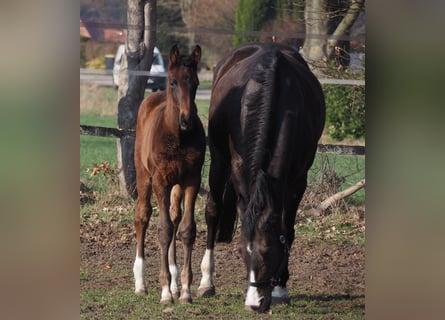 Oldenburger, Merrie, 1 Jaar, Donkerbruin