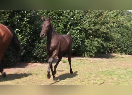 Oldenburger, Merrie, 1 Jaar, Donkerbruin