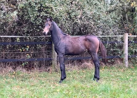 Oldenburger, Merrie, 1 Jaar, Donkerbruin