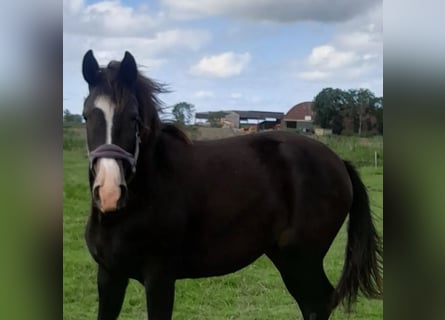 Oldenburger, Merrie, 1 Jaar, Donkerbruin