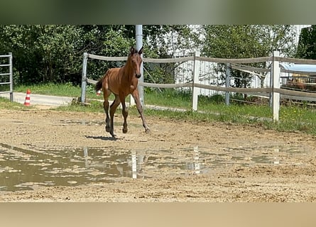 Oldenburger, Merrie, 1 Jaar, Donkerbruin