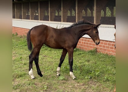 Oldenburger, Merrie, 1 Jaar, Donkerbruin