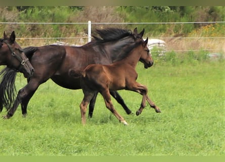 Oldenburger, Merrie, 1 Jaar