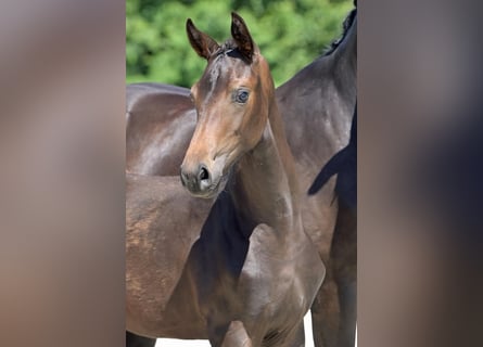 Oldenburger, Merrie, 1 Jaar