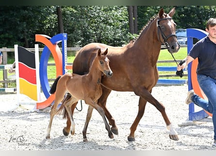 Oldenburger, Merrie, 1 Jaar