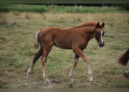 Oldenburger, Merrie, 1 Jaar, Vos