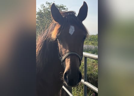 Oldenburger, Merrie, 1 Jaar, Vos