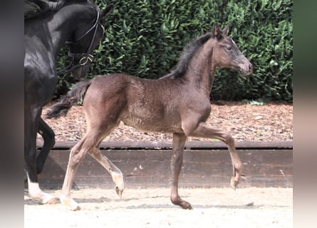 Oldenburger, Merrie, 1 Jaar, Zwart