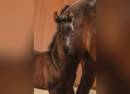 Oldenburger, Merrie, 1 Jaar, Zwart