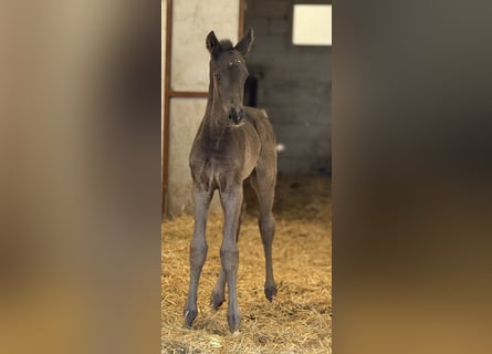 Oldenburger, Merrie, 1 Jaar, Zwart