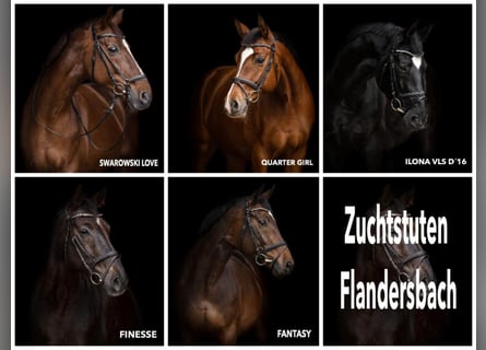 Oldenburger, Merrie, 1 Jaar, Zwart