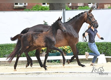 Oldenburger, Merrie, 1 Jaar, Zwartbruin