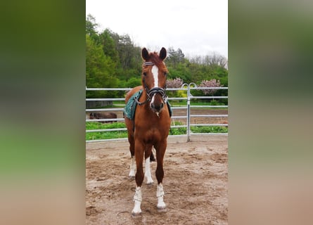 Oldenburger, Merrie, 20 Jaar, 165 cm, Vos