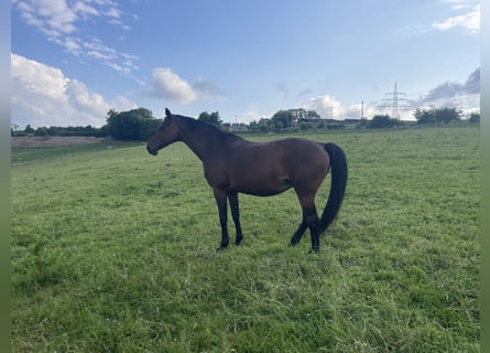 Oldenburger, Merrie, 20 Jaar, 167 cm, Bruin