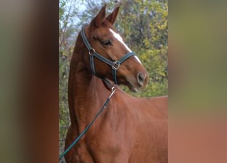 Oldenburger, Merrie, 20 Jaar, 173 cm, Donkere-vos