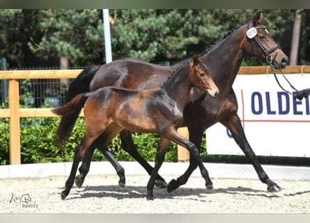 Oldenburger, Merrie, 22 Jaar, 167 cm, Bruin