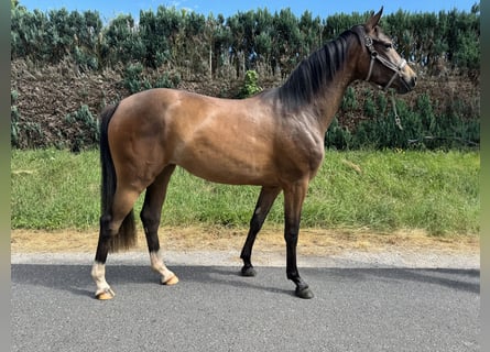 Oldenburger, Merrie, 2 Jaar, 160 cm, Bruin