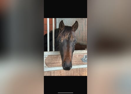 Oldenburger, Merrie, 2 Jaar, 165 cm, Donkerbruin